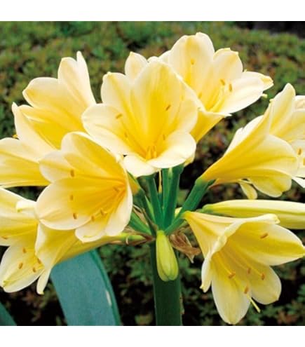 君子蘭　多年生　　苗 君子蘭 多年生 苗 楽天市場】君子蘭 苗の通販