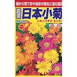 日本小菊 (909)