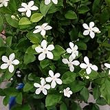 セイロン　ライティア4号ポット 2株セット[夏に咲く純白の花・開花期が長い！] ノーブランド品