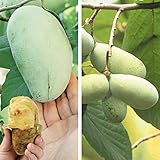 国華園　果樹苗　大玉ポポーセット　2種2株【※発送が国華園からの場合のみ正規品です】