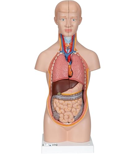 Amazon.co.jp: [JUEKO]人体模型 男性モデル [全18パーツ 85