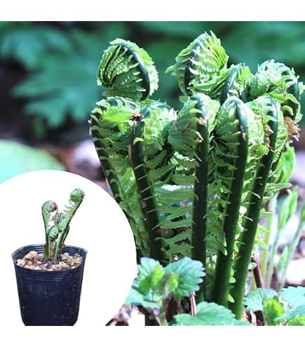 Amazon.co.jp: こごみ 苗 40株＋おまけ コゴミ 山菜 : DIY・工具・ガーデン