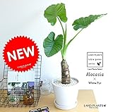 LAND PLANTS クワズイモ マットホワイト中型丸陶器鉢 卓上サイズ