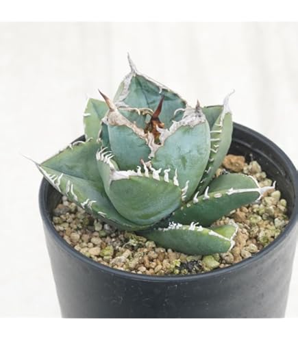 Amazon.co.jp: 四国ガーデン アガベ・ユタエンシス「エボリスピナ」 3