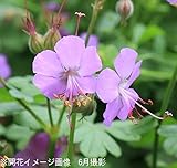 宿根草:ゲラニューム ケンブリッジ 9cmポット苗40ポットセット【紫桜館山の花屋】