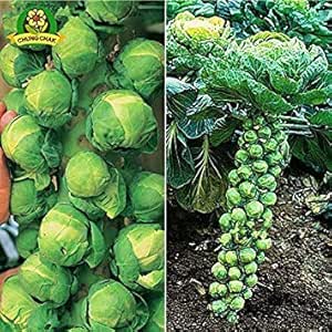Amazon Co Jp Seedsのplat会社 ヨーロッパサブオーガニック芽キャベツ野菜種子の100pcsミニキャベツロングアイランド家宝の野菜種子ホームガーデン ホーム キッチン