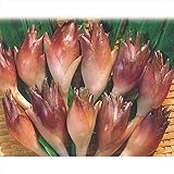 Amazon Co Jp ミョウガ みょうが 茗荷 の苗 4個セット 育て方説明付 ホーム キッチン