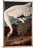 ジョン・ジェームズ・オーデュボンプレミアムシックラップキャンバス壁アート印刷題名アメリカシロヅル、から' Birds of America ' 20" x 30" 1019734_24_20x30_n