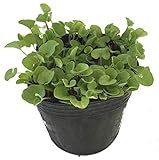 ディコンドラ（ダイカンドラ）　【40Potセット】　下草苗