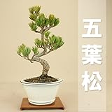 いよじ園 【】 五葉松 -宮島- （小品盆栽）（いよじ園 伊予路園） ▼商品番号をご選択ください,3