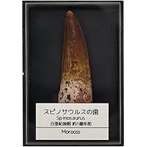 スピノサウルス　化石　歯 スピノサウルスの歯（Spinosaurus）｜化石販売・鉱物販売の東京サイエンス