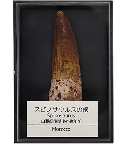 Amazon | つくしサイエンス モササウルスの歯 約35mm 化石 標本ケース