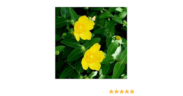 Amazon ヒペリカム ヒデコート 10ポットセット 常緑 苗木 花木 生垣 タイリンキンシバイ 植木