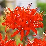 国華園　夏植え球根 ネリネ (ダイヤモンドリリー) 橙花 3球【※発送が国華園からの場合のみ正規品です】
