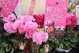 花苗鉢　シクラメン「武蔵」フリンジ咲き(色はおまかせ)　２ポットセット　3.5寸鉢　　送料込価格