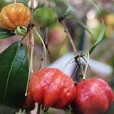 ピタンガ　実生苗