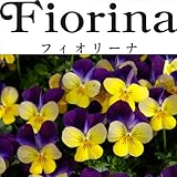 ビオラ：フィオリーナ　ブルーイエロー3.5号ポット 3株セット[圧倒的な満開力のサントリーのビオラ] ノーブランド品