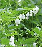 山野草:白花ケマンソウ(タイツリソウ) 9cmポット苗5ポットセット【紫桜館山の花屋】