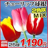 Amazon チューリップ 球根 ピンクインプレッション ５球入 球根