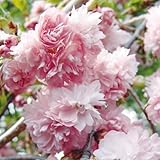 国華園　桜苗　菊しだれ　1株【※発送が国華園からの場合のみ正規品です】