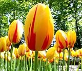 2個チューリップ球根（種子チューリップません）リリー鉢植えの色のチューリップ新鮮な球根ルート盆栽花球茎ホームガーデン植え