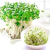 種 野菜たね ブロッコリー ブロッコリースプラウト 1袋（300ml） / 国華園 25年秋商品