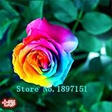 Big sale Flower seeds Bonsai 100 Pcs Rare Amazingly Beautiful Black red edge rose seeds Home & Garde