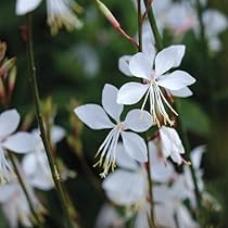 51qvsW1q9uL._AC_UL210_SR210,