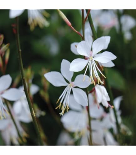 Amazon.co.jp: 宿根草 苗 アストランティア ローマ 10.5cmポット