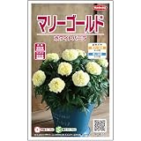 サカタのタネ 実咲花9651 マリーゴールド ホワイトゴールド マックス