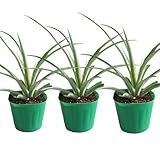 パイナップル(ボゴール種)苗　3鉢セット