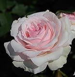 バラ苗 春乃 国産新苗4号ポリ鉢 フロリバンダ(FL) 四季咲き中輪 ピンク系