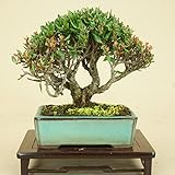 いよじ園 【】 チリメンカズラ / 縮緬葛 （小品盆栽）（いよじ園 伊予路園）