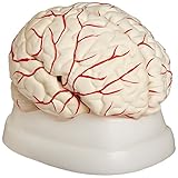 American Educational 7-1414 Eight-Piece Human Brain Model, Life-Size, Plastic, Includes Base [並行輸入品]