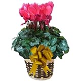 【 予約 】 さかもと園芸　達人のシクラメン　【 パステルフォルテサーモンピンク 】　花鉢植え　ギフト　プレゼント　贈答品　クリスマス　お歳暮