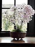 御殿場桜盆栽