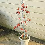 単体で結実する人気品種!庭木・植木苗:ろうや柿(都紅・大株)