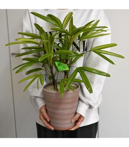 Amazon.co.jp: カンノンチク 10号 観音竹 観葉植物 : DIY・工具・ガーデン