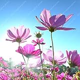 アジアの希少コスモスの種子花植物100個/パック6種類盆栽Calliopsisの種ホームガーデン2