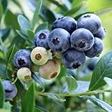 [サザンハイブッシュ系]ブルーベリー：サンシャインブルー4～5号ポット[自家結実性あり][苗木] ノーブランド品