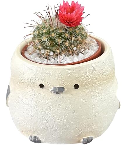 Amazon.co.jp: 【種子】Ferocactus Rectispinus フェロカクタス・烈刺