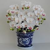 造花の胡蝶蘭 鉢植え 光触媒 Sサイズ-5本立 H50cm(白/花弁・薄赤-青のデザイン鉢)