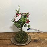 苔玉 デコベリーの苔玉