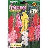 春植え球根 グラジオラス ミックス (130012)