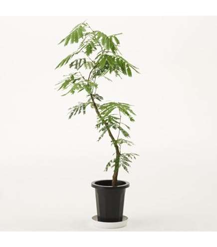 Amazon｜おしゃれ 観葉植物：エバーフレッシュ*3号 プラポット