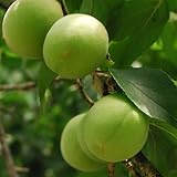 梅 苗木 南高梅 12cmポット苗 うめ苗