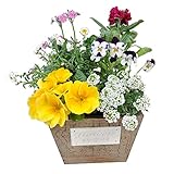 季節の寄せ植え　ウッドポット　（アンティーク・四角）