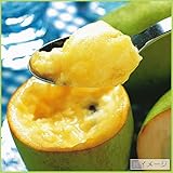 果樹苗木　ポポー（ポーポー）