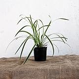 フイリヤブラン 5ポットセット グランドカバー 下草