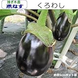 なす 苗 米ナス くろわし 茄子 (接ぎ木苗)